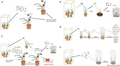 Mutations in Two Aphid-Regulated β-1,3-Glucanase Genes by CRISPR/Cas9 Do Not Increase Barley Resistance to Rhopalosiphum padi L